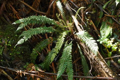 Blechnum chambersii