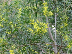 Acacia longifolia longifolia