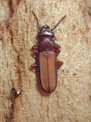 Platisus angusticollis