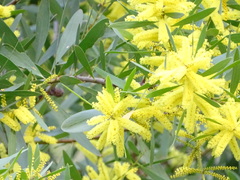 Acacia longifolia longifolia