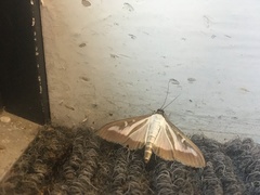 Cydalima perspectalis