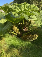 Gunnera tinctoria