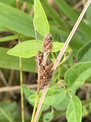 Carex hirsutella