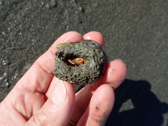Neosabellaria kaiparaensis