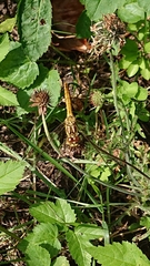 Sympetrum striolatum