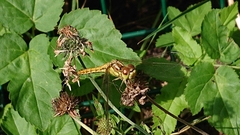 Sympetrum striolatum