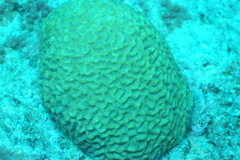 Oulophyllia crispa