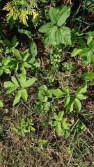 Sympetrum striolatum