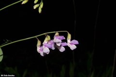 Lathyrus parvifolius