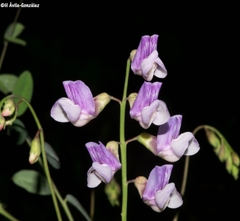 Lathyrus parvifolius