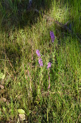 Lythrum salicaria