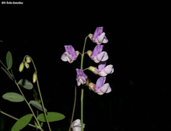 Lathyrus parvifolius
