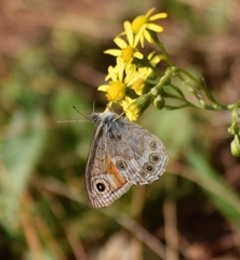 Lasiommata schakra