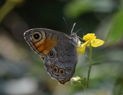 Lasiommata schakra