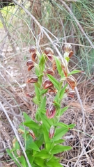Pterostylis atrosanguinea