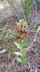 Pterostylis atrosanguinea