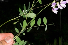 Lathyrus parvifolius