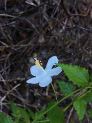 Hibiscus phoeniceus