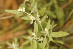 Chenopodium atrovirens