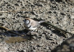 Stizoptera bichenovii