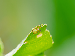Araneus viridiventris