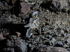 Caprimulgus asiaticus
