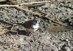 Stizoptera bichenovii