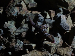 Hemidactylus triedrus