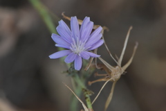 Lactuca tenerrima