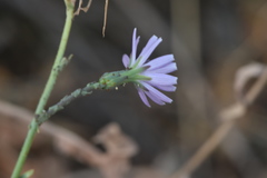 Lactuca tenerrima