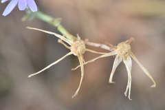 Lactuca tenerrima