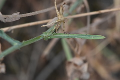 Lactuca tenerrima