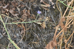 Lactuca tenerrima