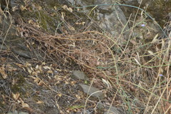 Lactuca tenerrima