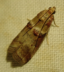 Acrobasis tumidana