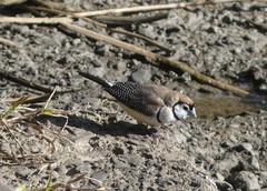 Stizoptera bichenovii