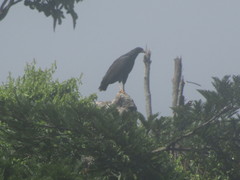 Buteogallus urubitinga