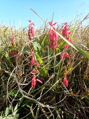 Lachenalia bulbifera