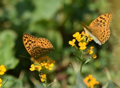 Argynnis kamala