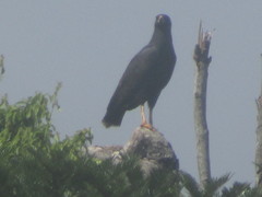 Buteogallus urubitinga