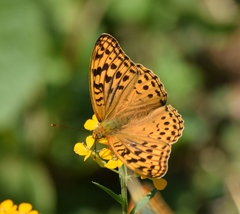 Argynnis kamala