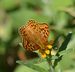 Argynnis kamala