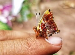 Anteros carausius carausius