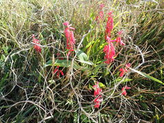 Lachenalia bulbifera