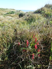 Lachenalia bulbifera
