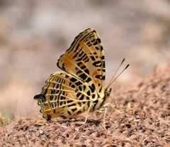 Symbrenthia niphanda