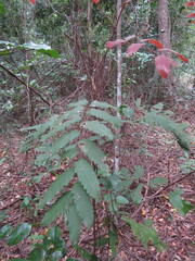 Cupaniopsis flagelliformis