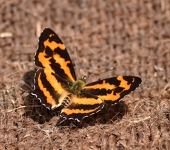 Symbrenthia niphanda