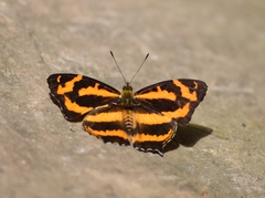 Symbrenthia niphanda