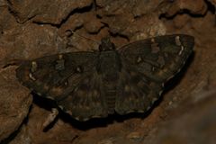 Celaenorrhinini
